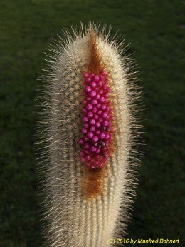 Micranthocereus streckeri 1428